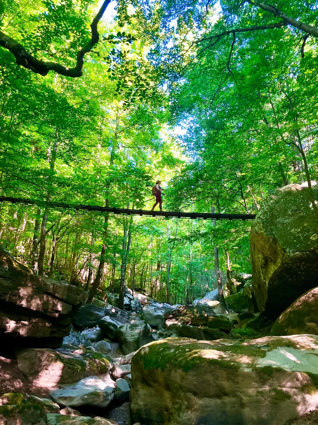 Rainforest Canopy Traverse