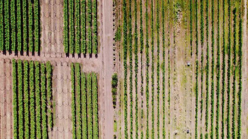 Swan Valley Wine Tours: Perth's Oldest Wine Region