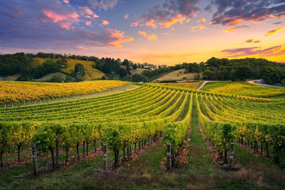 Swan Valley Wine Tours