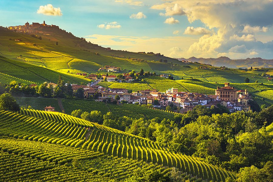 Brunello di Montalcino Vineyard