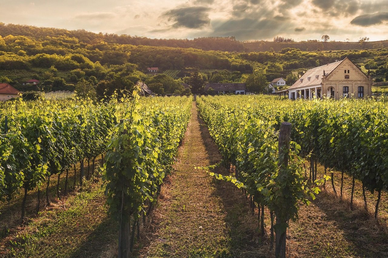 Morning Vineyard Visit