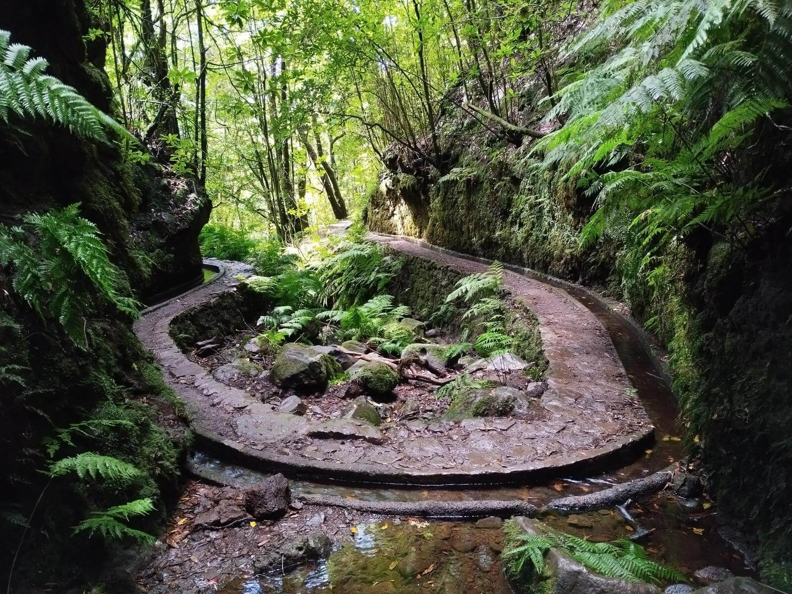 Levada dos Cedros