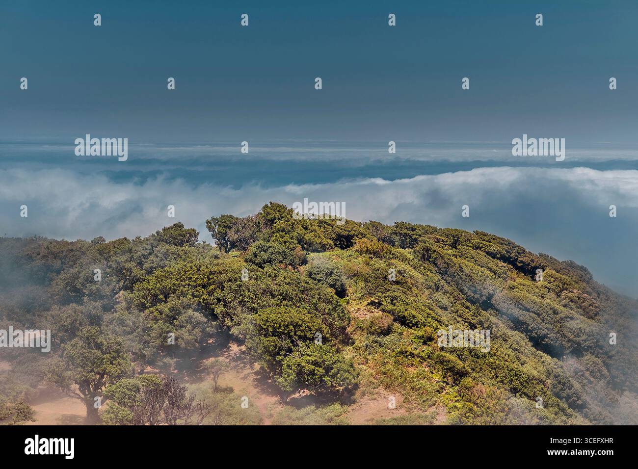 Madeira Buggy Tours Through Laurissilva Forest