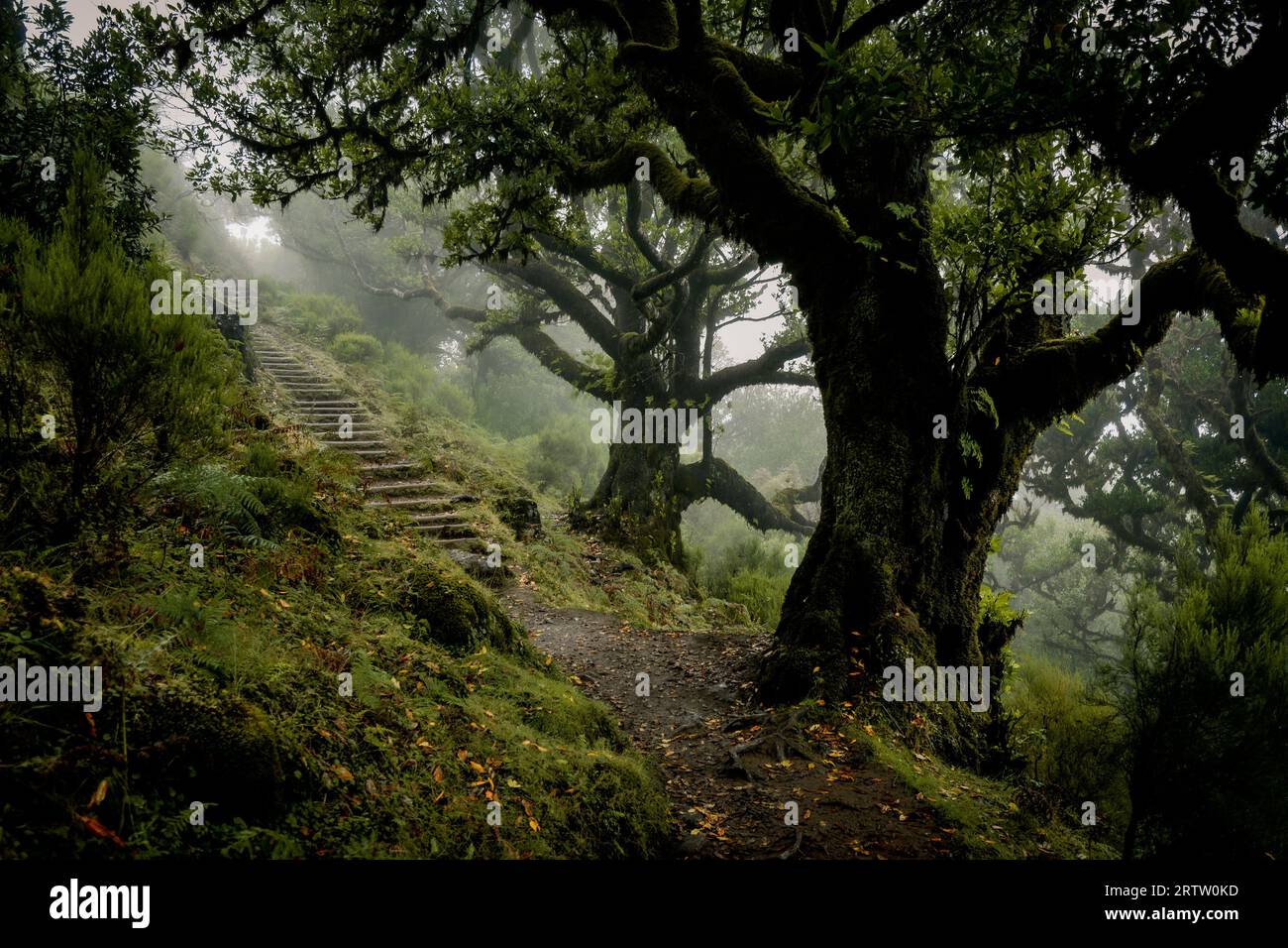 Miradouro do Fanal