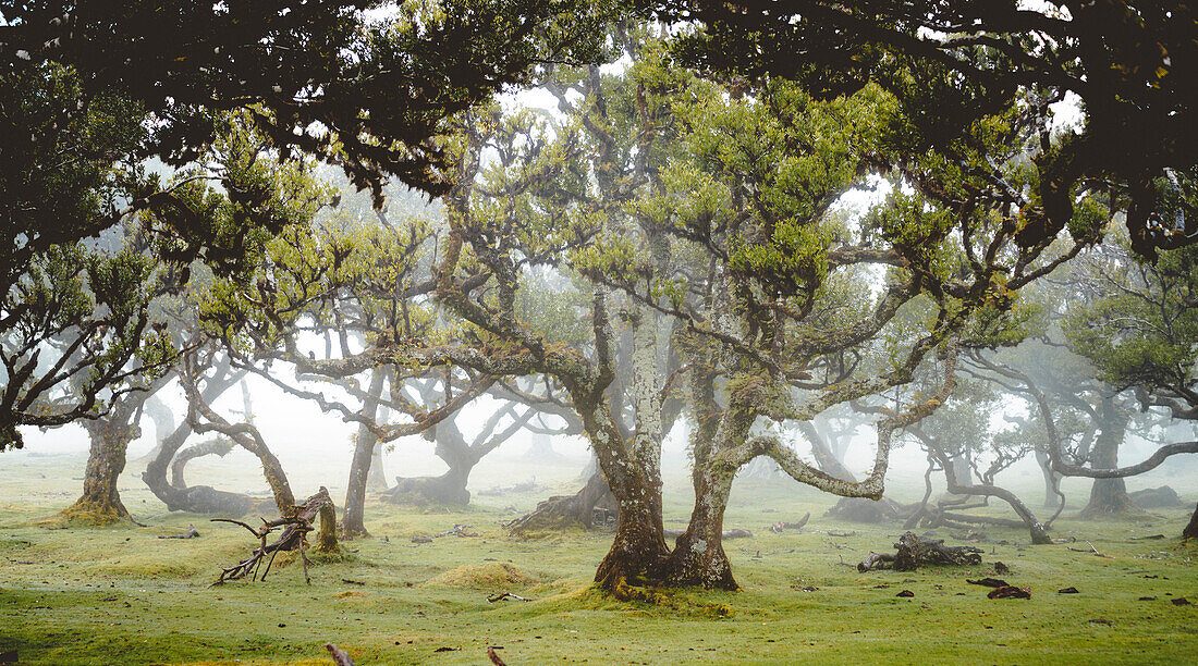 Ancient Laurel Canopy