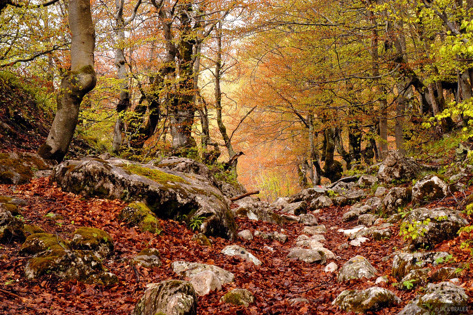Forest ascent