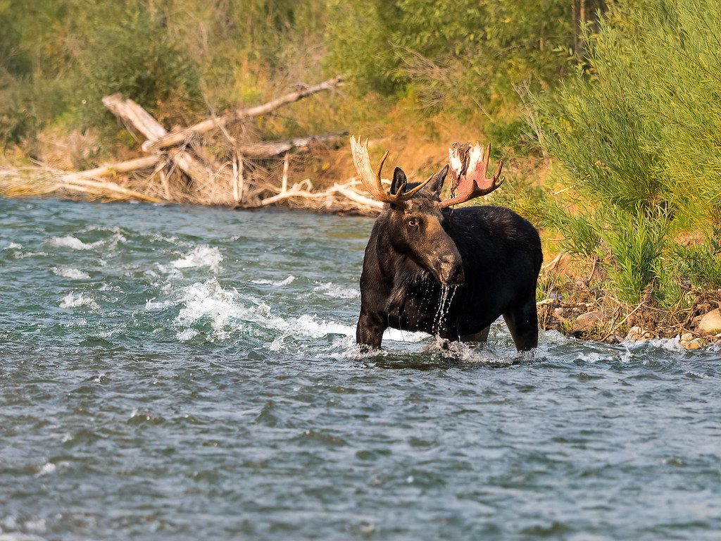 Gros Ventre River