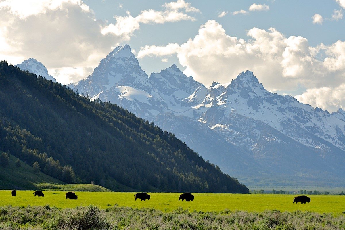 Grand Teton Wildlife Tours