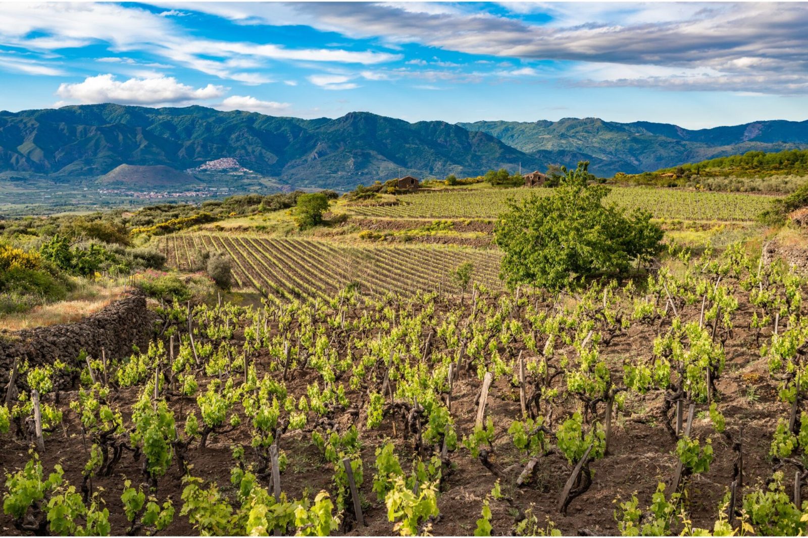 Vineyard Visit
