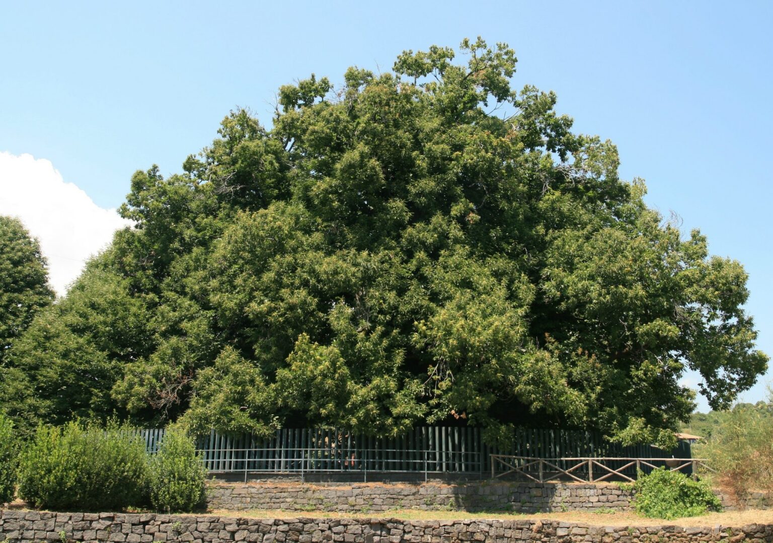 Castagno dei Cento Cavalli