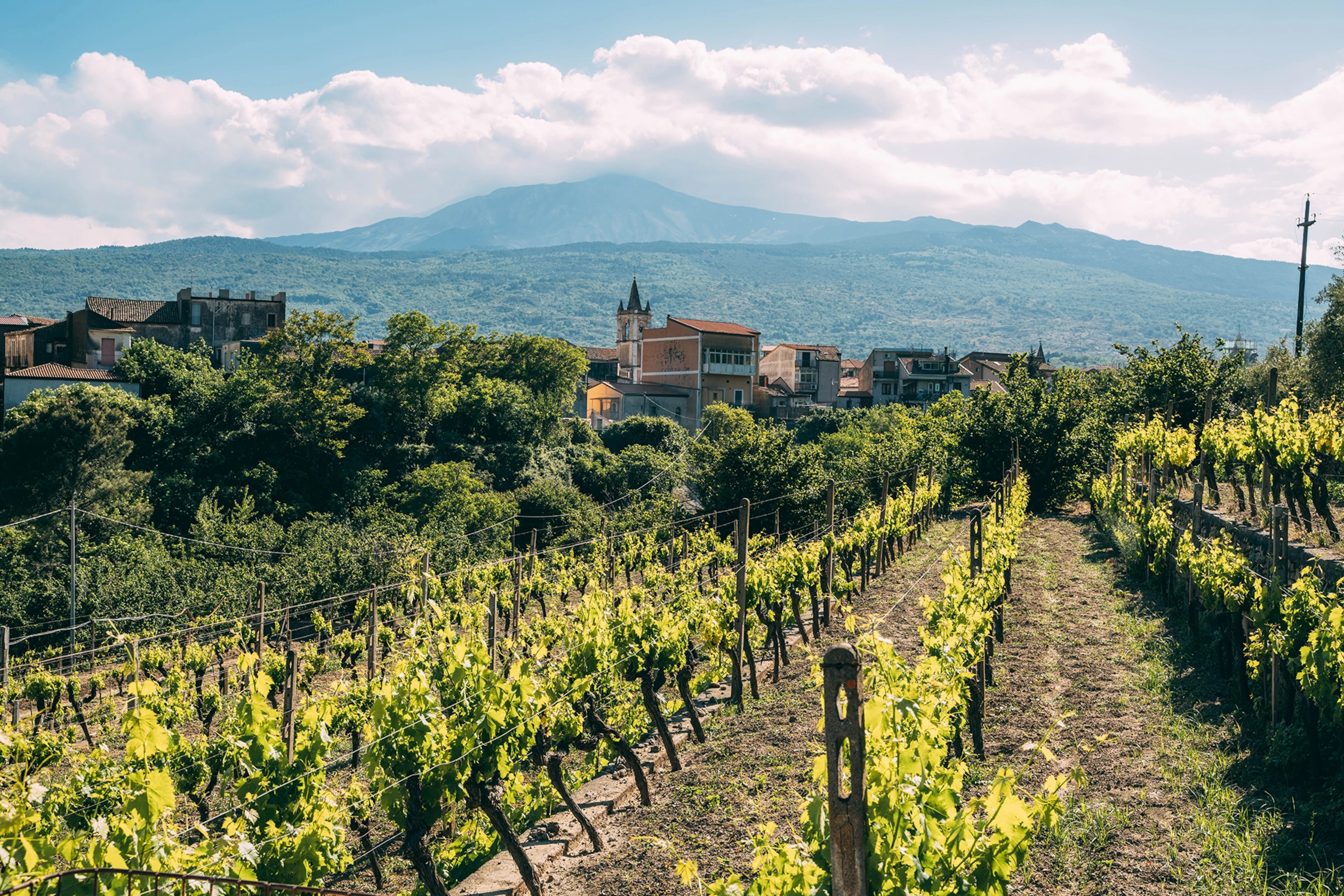 Etna Wine Tour