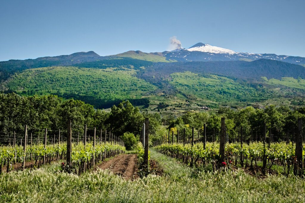 Etna Wine Tour Through Volcanic Vineyards
