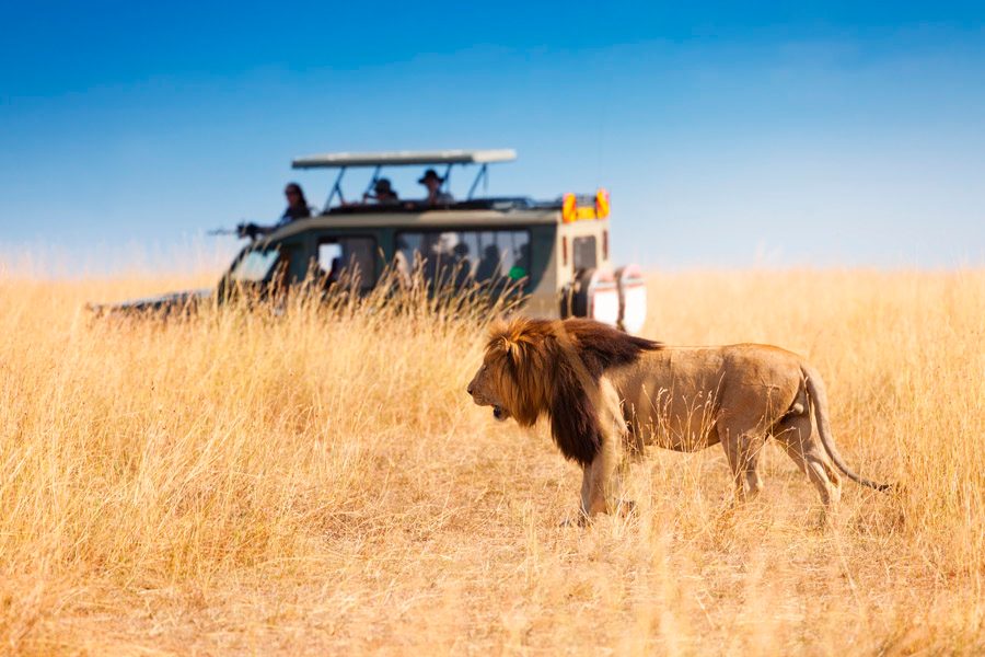 Your experience at 3 Day Serengeti Safari