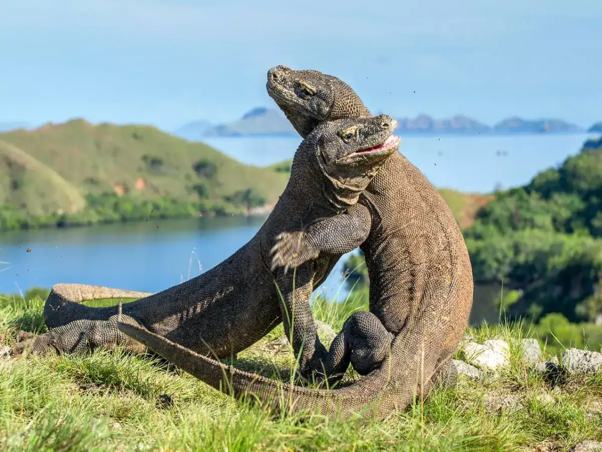 Komodo Dragon Trail