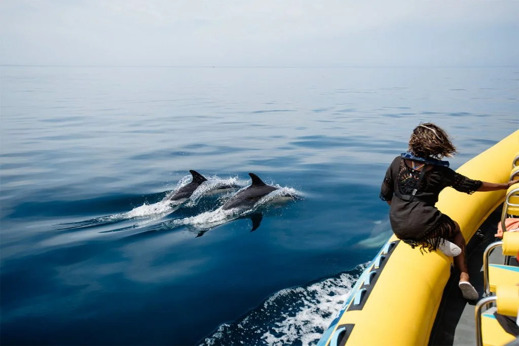 Dolphin Watching Lagos