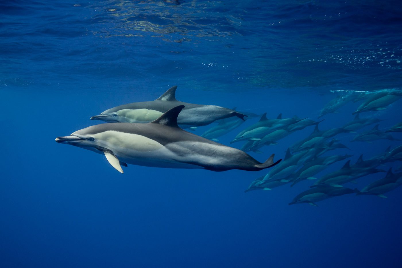 Common Dolphins