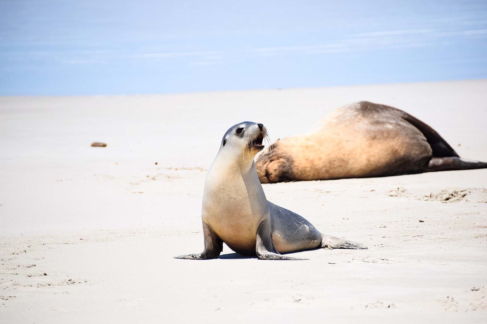 Seal Bay Conservation Park