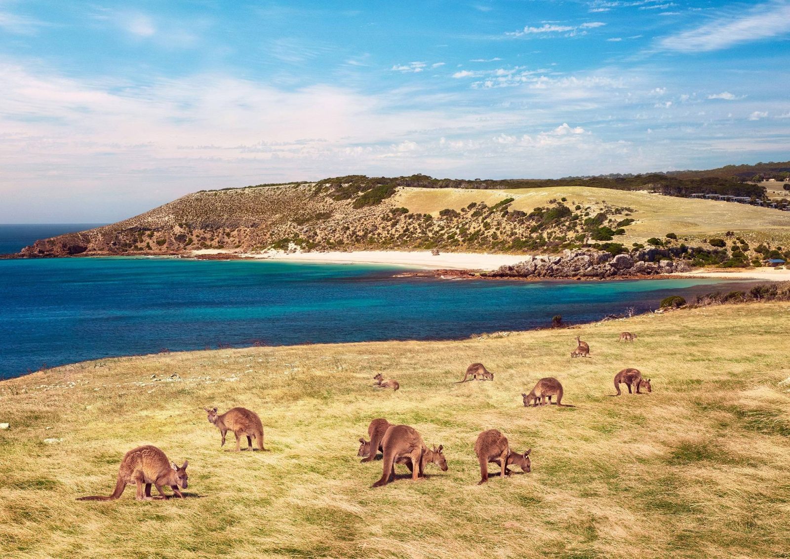 Kangaroo Island Tour From Adelaide