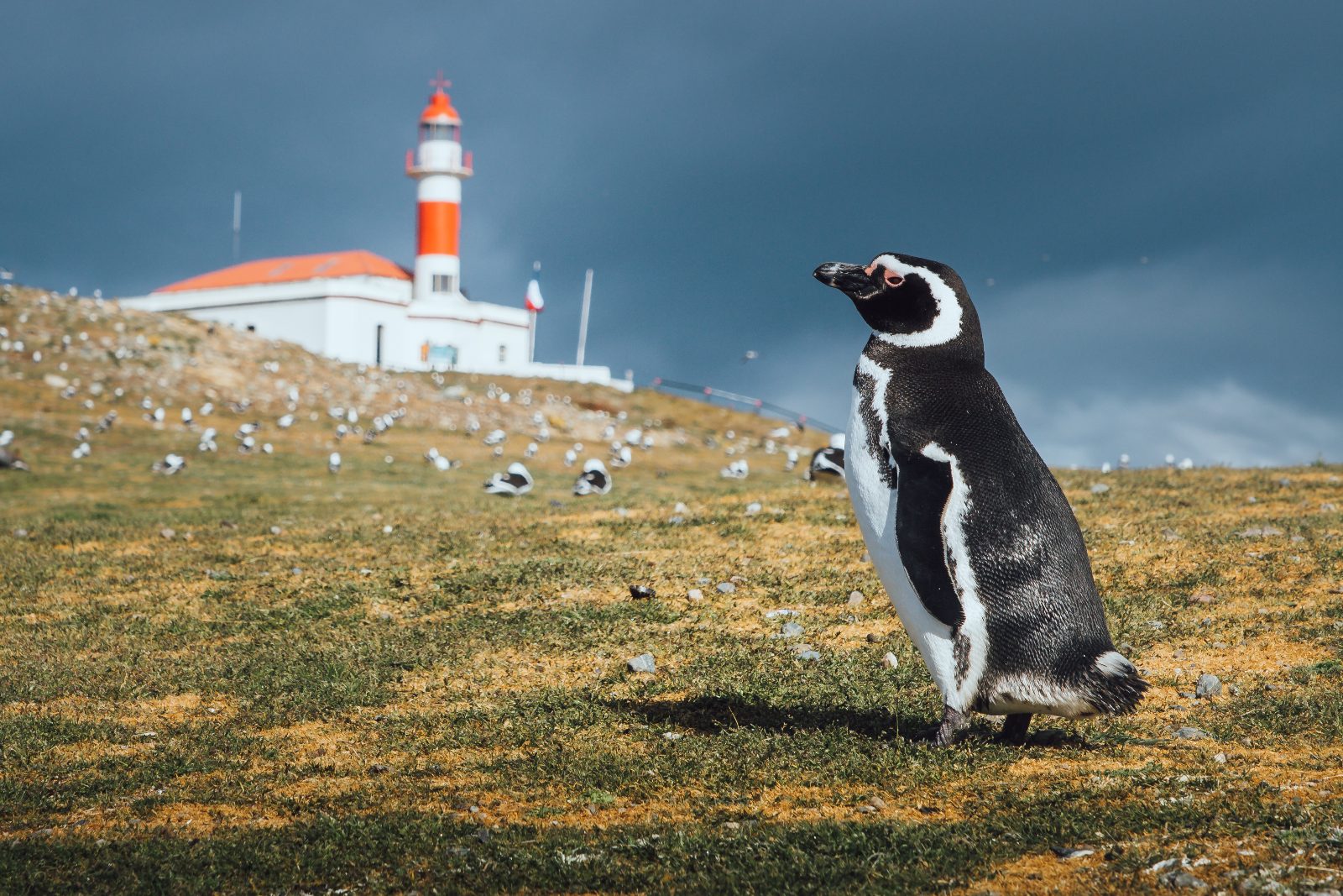 Punta Arenas Penguin Tour