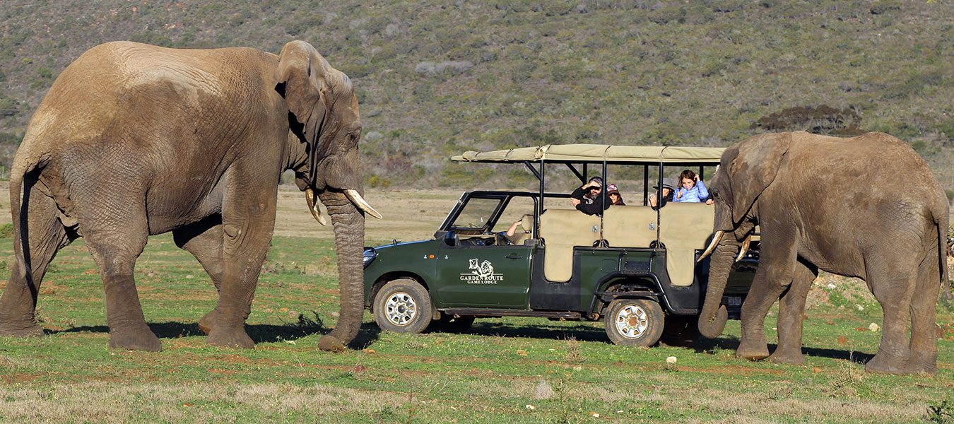 Garden Route Safari