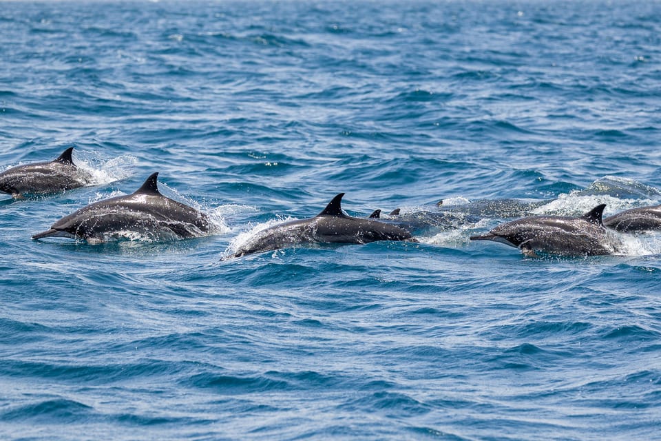 Benalmadena Dolphin Watching