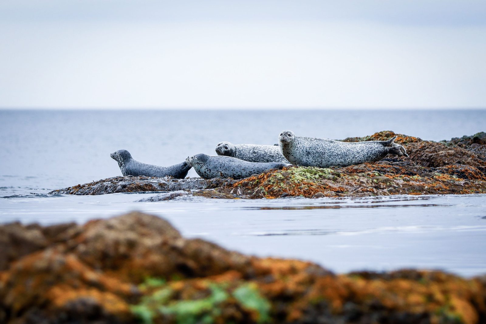 Atlantic Grey Seal Colony