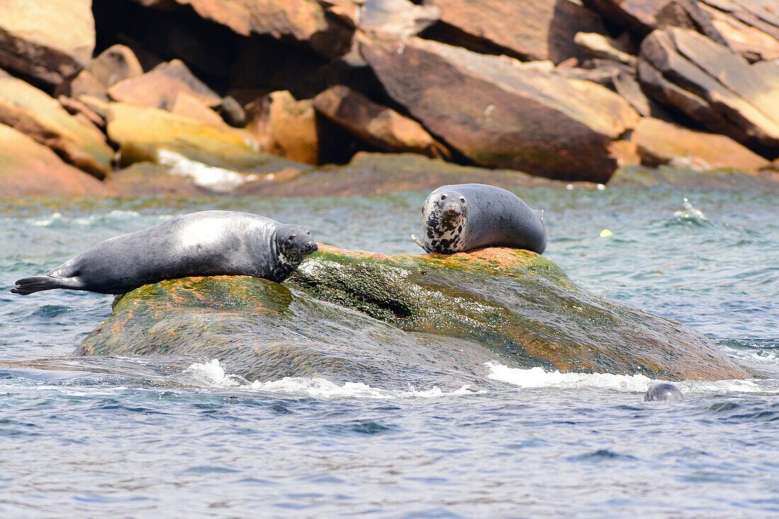 Your experience at St Ives Seal Island Boat Trip