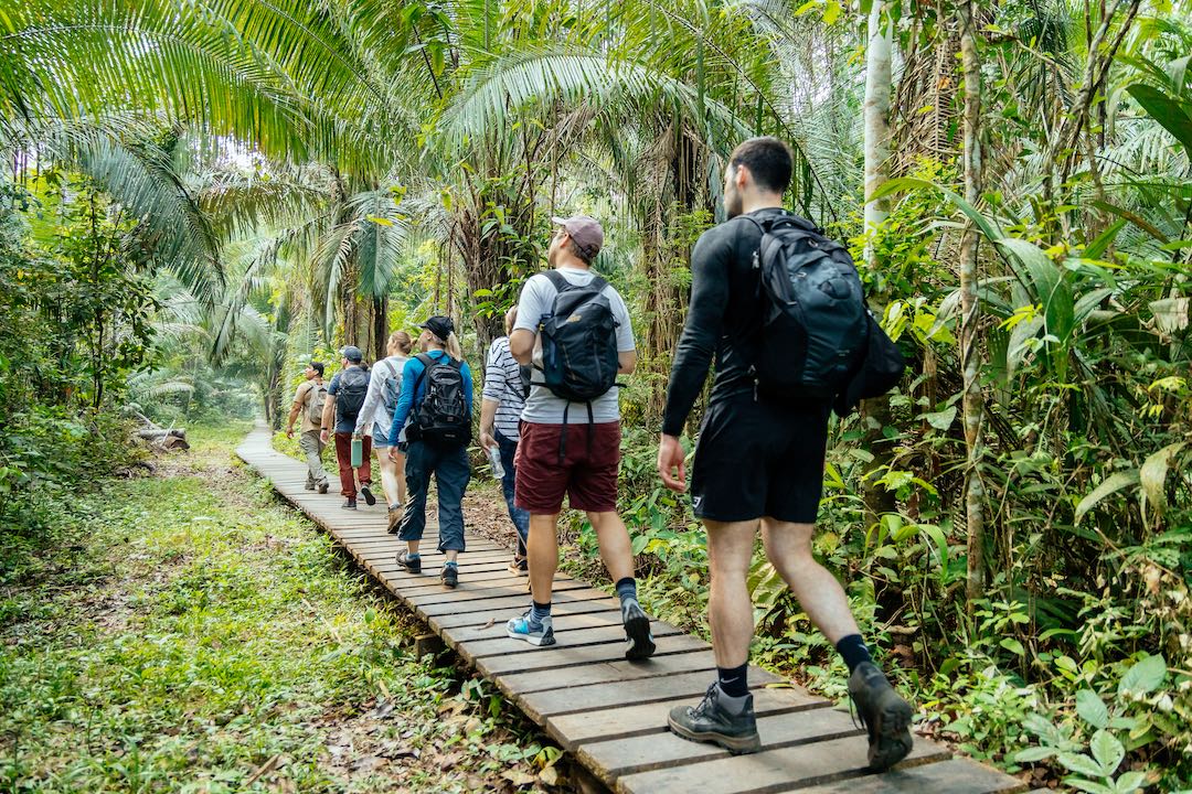 Primary Jungle Trails