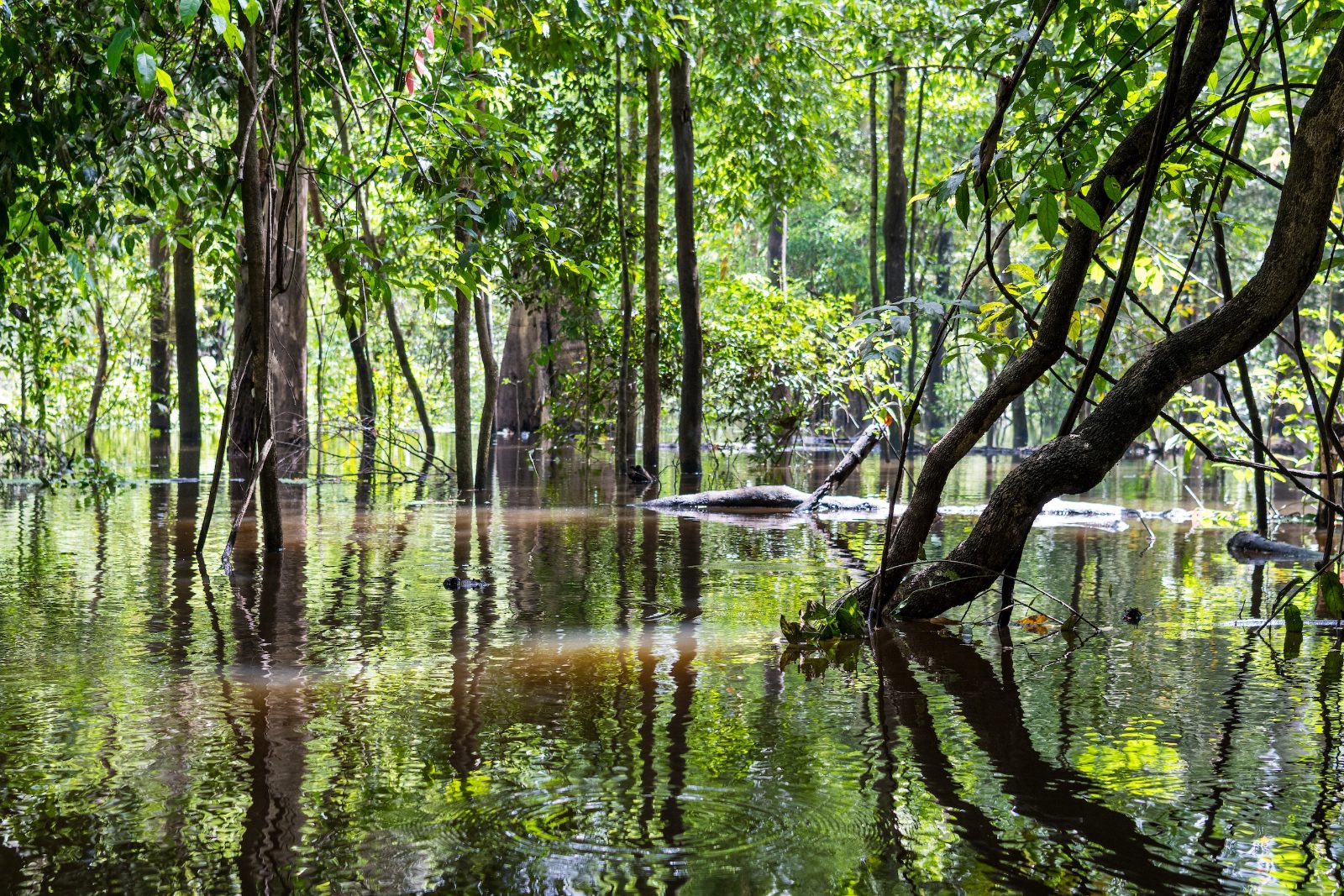 Flooded Forest Channels