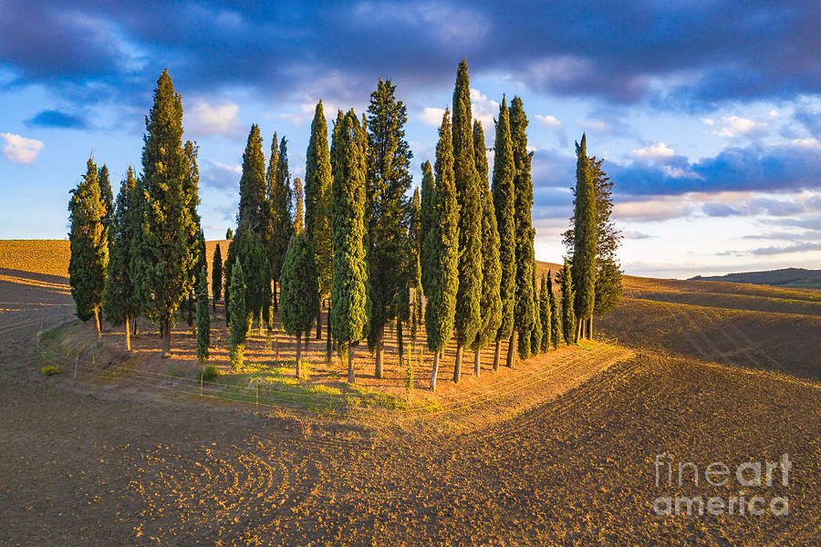 Cypress Grove of San Quirico