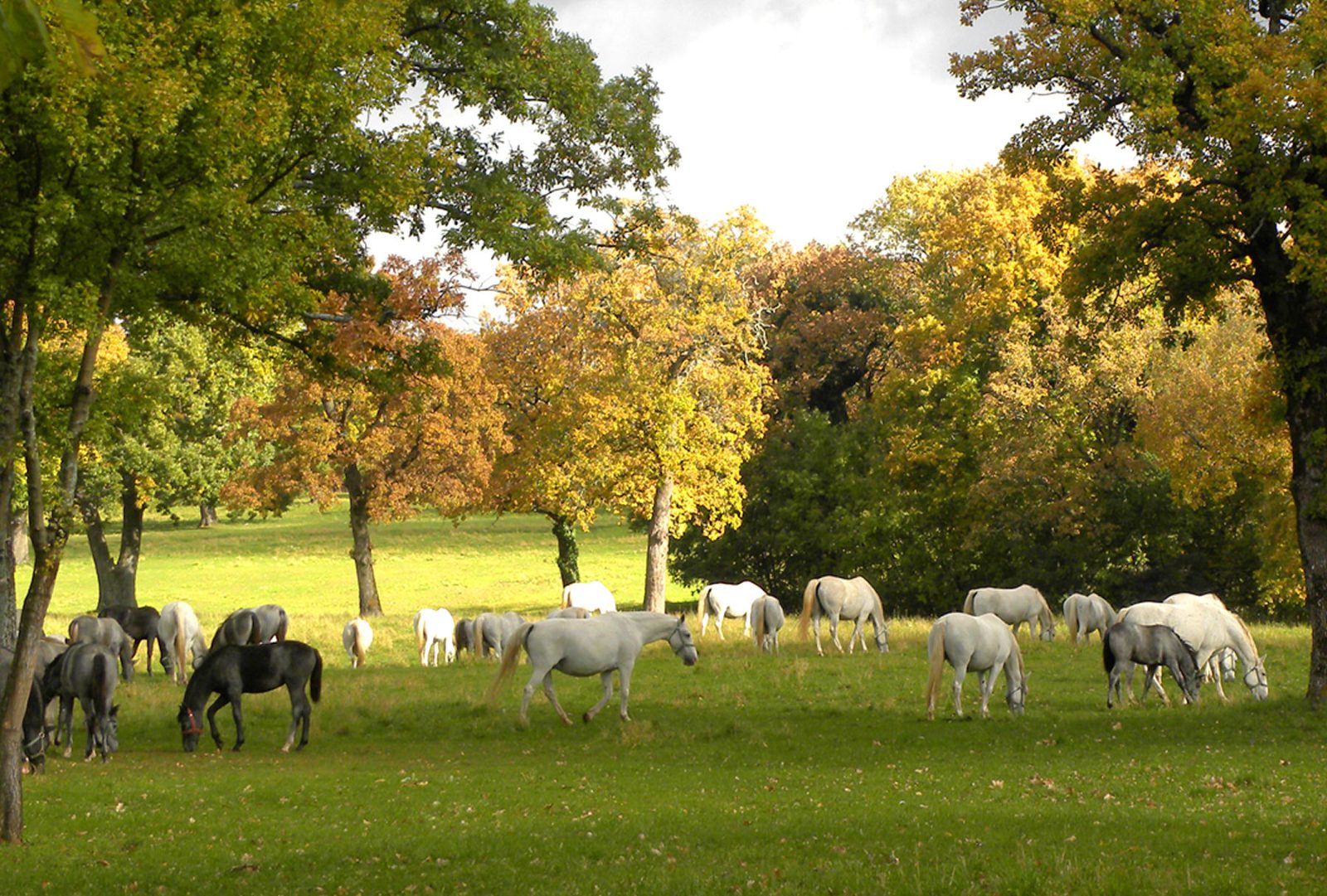 Lipica Stud Farm