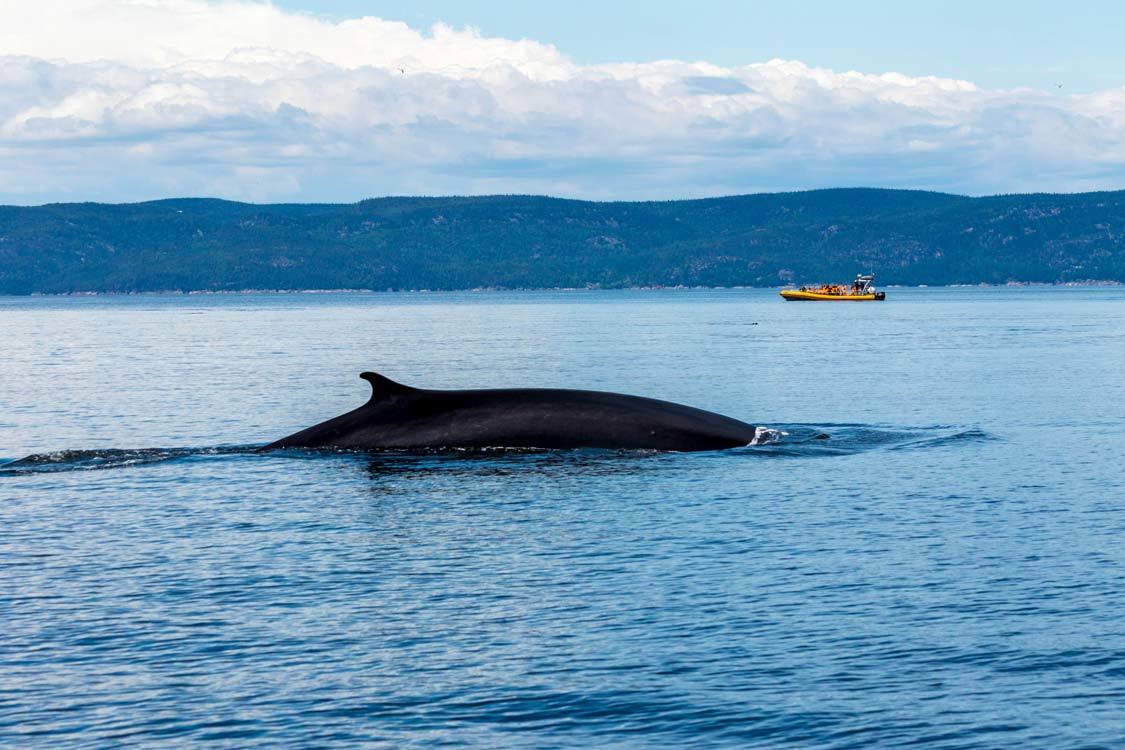 Marine Mammal Observation Point