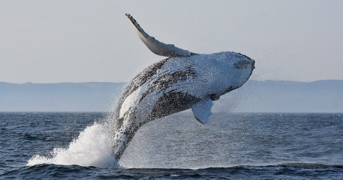 Tadoussac Whale Watching Best Time