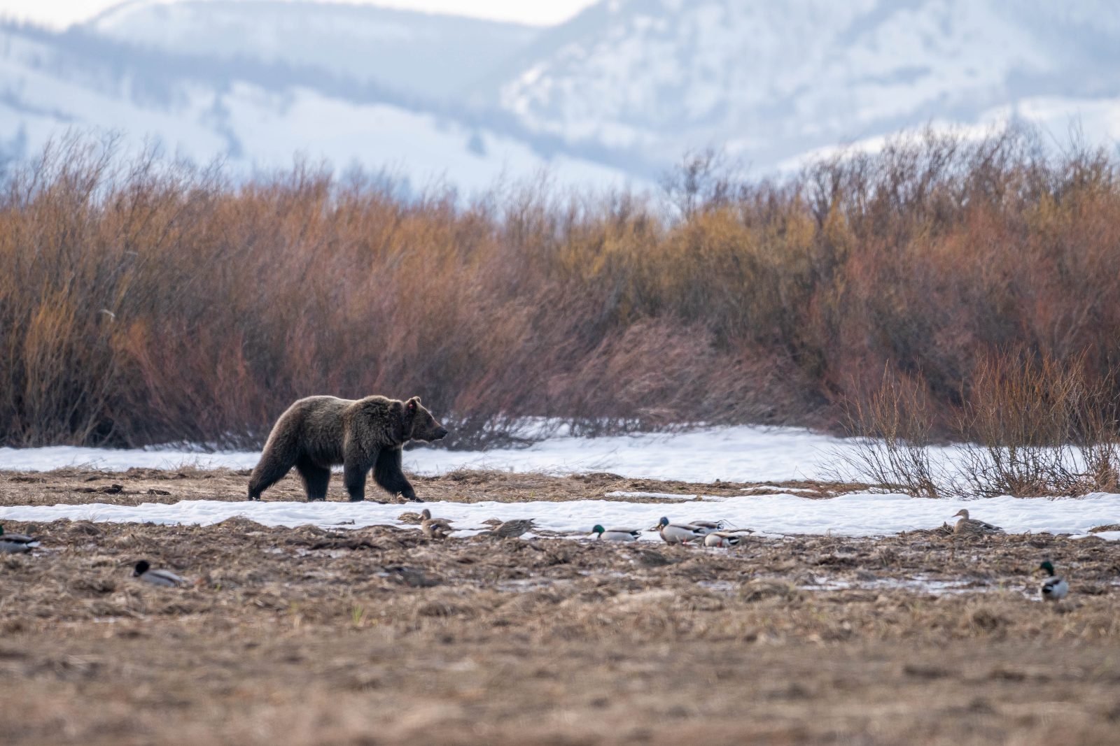 How Many Bears Are in Grand Teton National Park