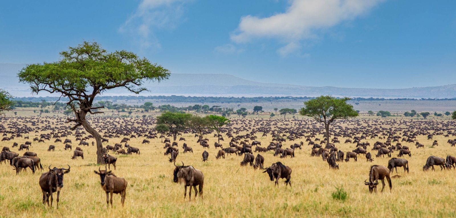 Serengeti Safari Best Time to Go