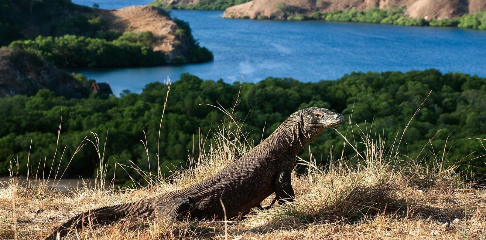 Komodo Dragon Habitats