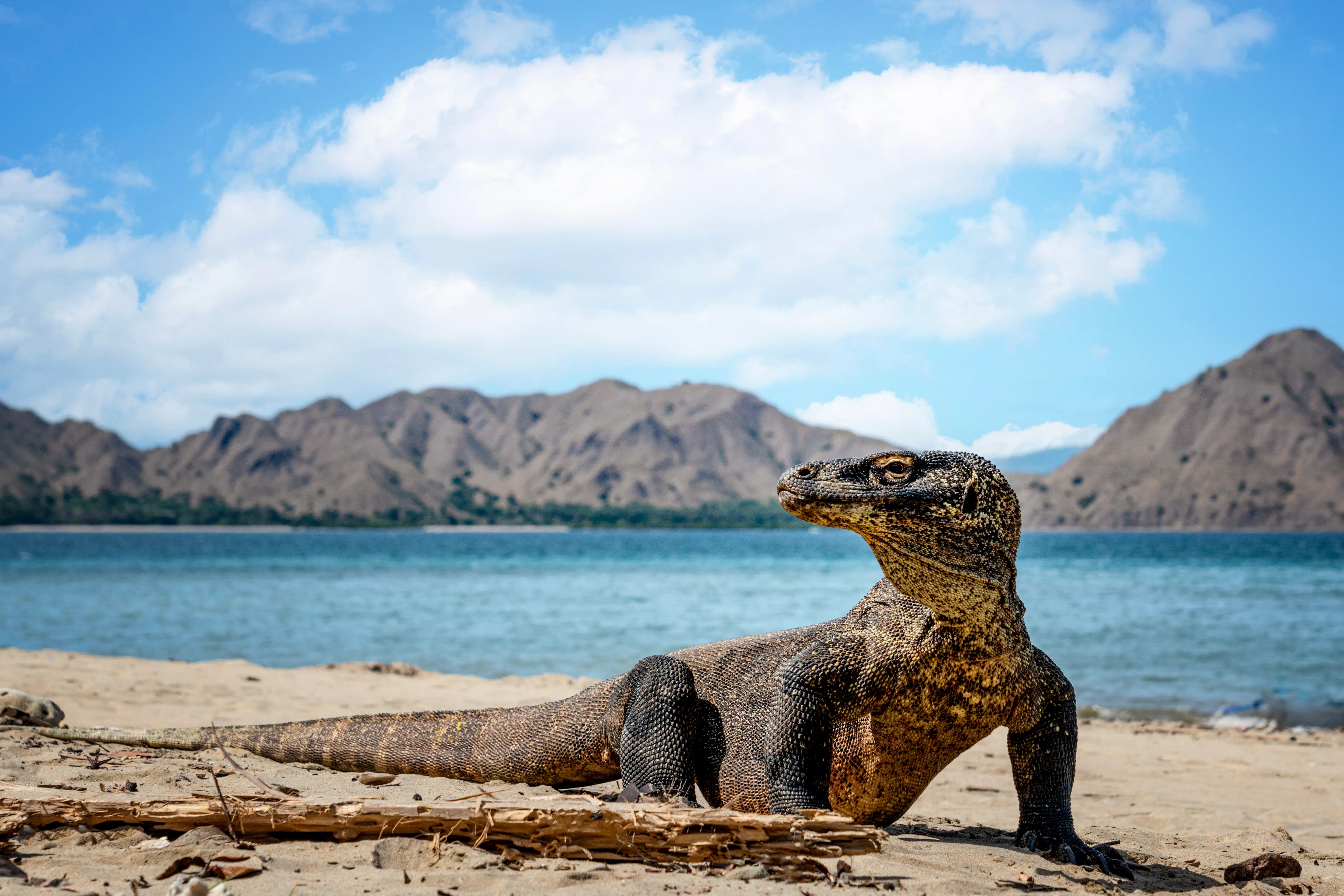 Is Komodo Island Worth Visiting