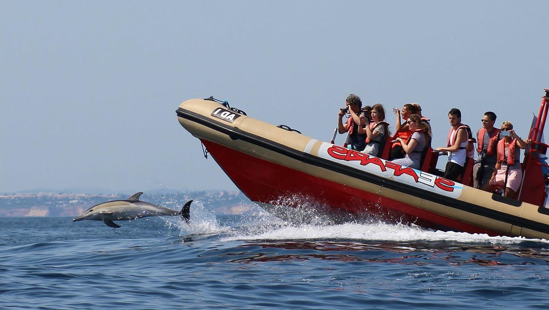 Dolphin Watching Lagos Portugal