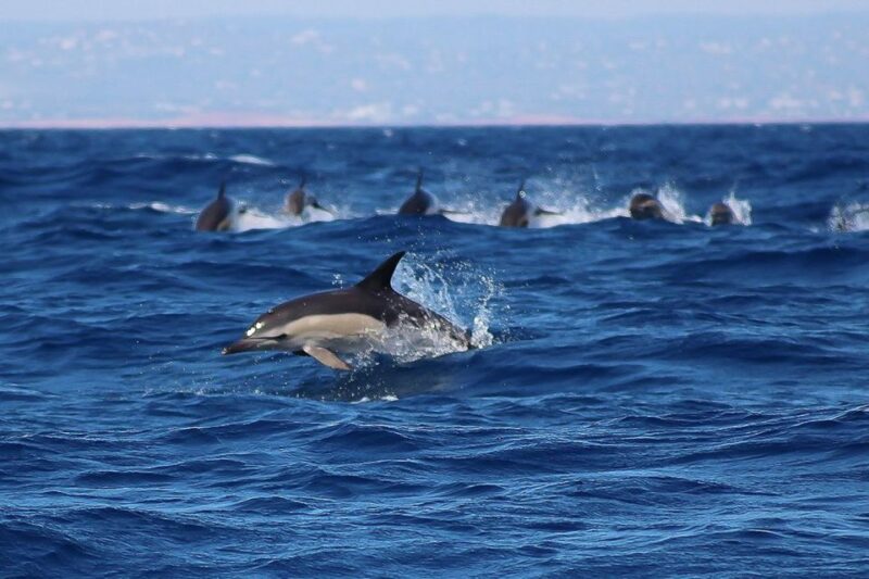 Is Dolphin Watching Ethical
