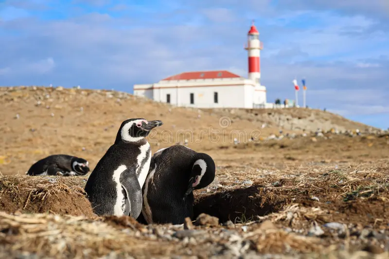 Best Punta Arenas Penguin Tour