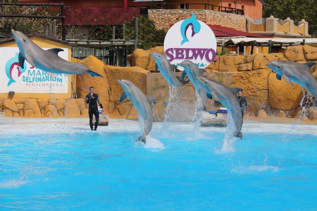 Can You Swim With Dolphins in Benalmadena
