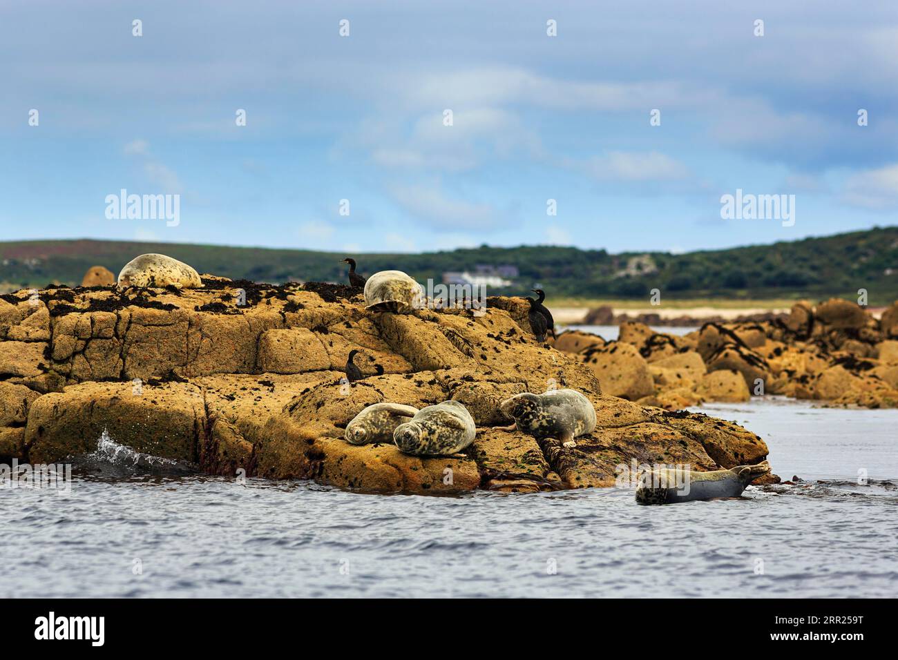 Seal Island St Ives Boat Trips Photos