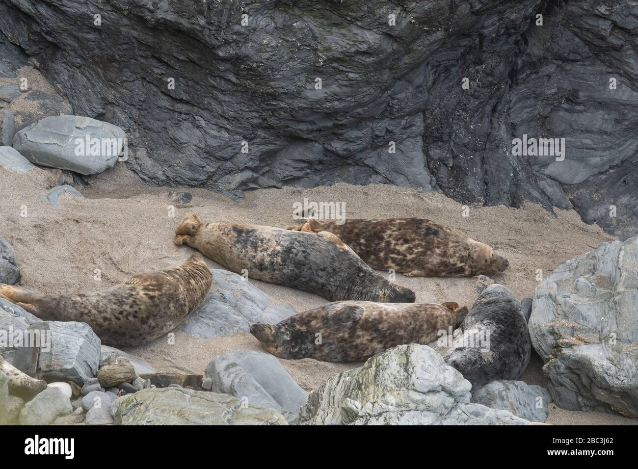 Seals Near St Ives