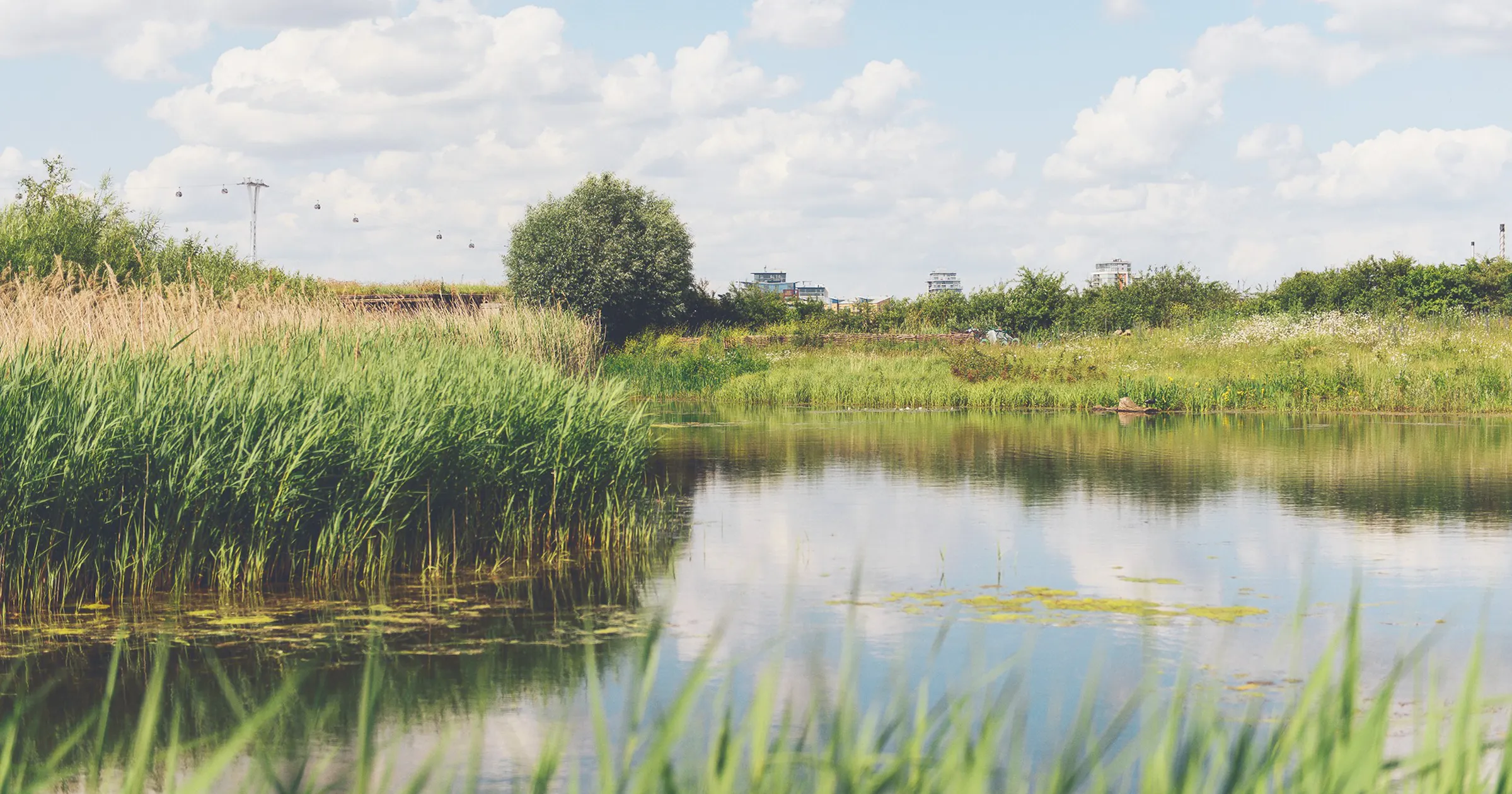 Greenwich Peninsula Ecology Park