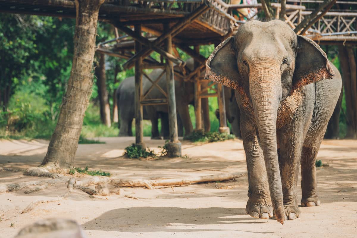 Koh Samui Elephant Sanctuary