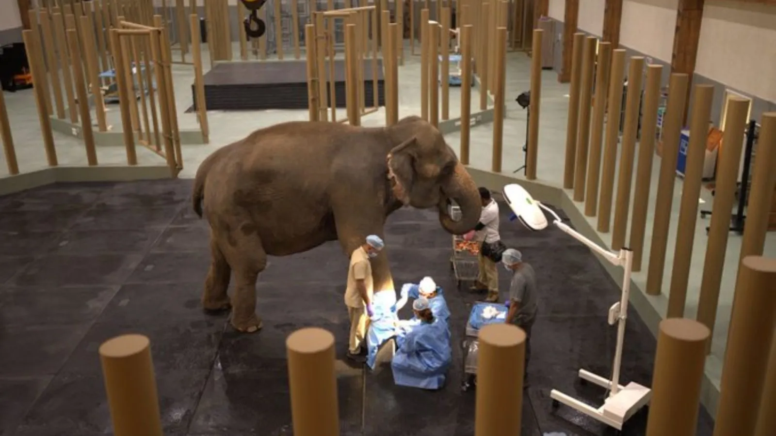 Elephant Clinic