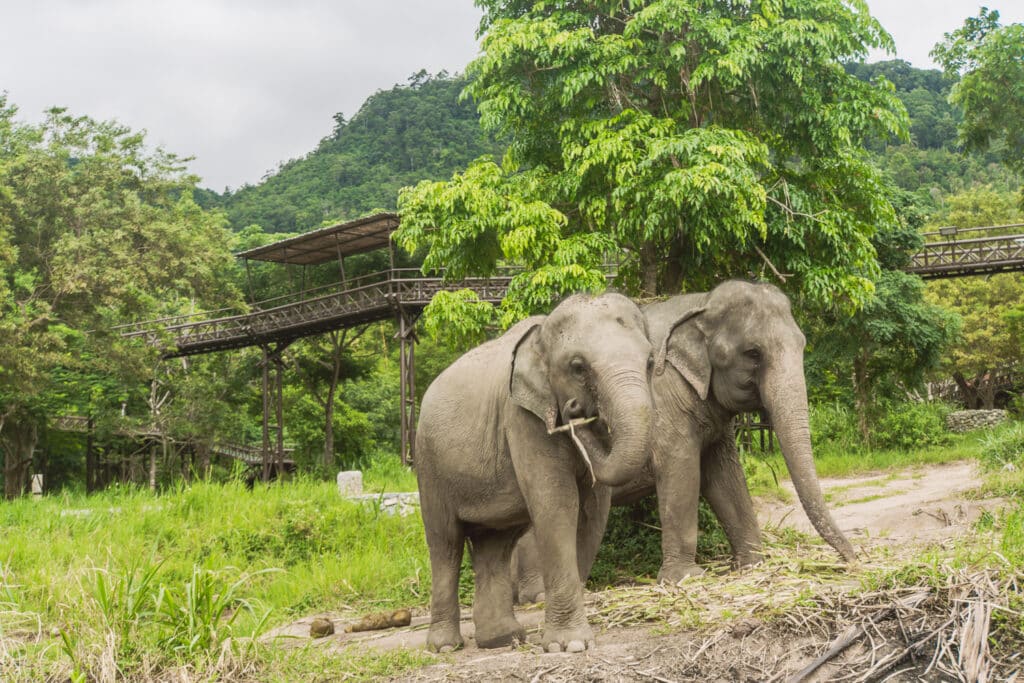 Visiting the Koh Samui Elephant Sanctuary
