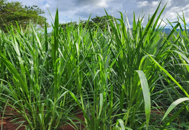 Napier Grass Plantation