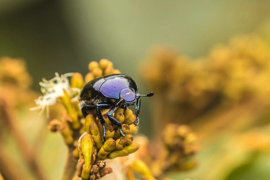 Invertebrate Observation Zone