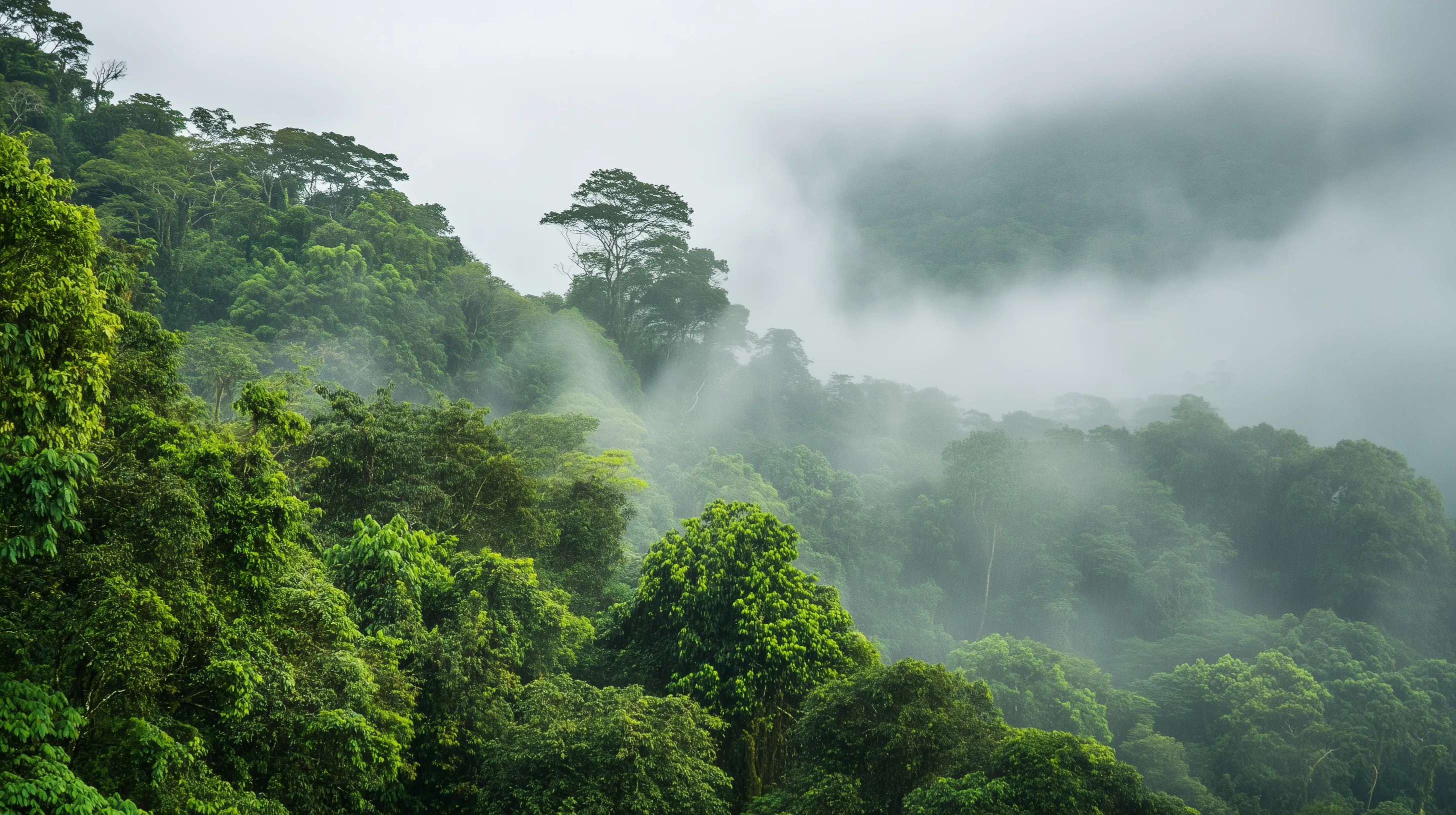 Monteverde Night Walk Tour: Cloud Forest After Dark